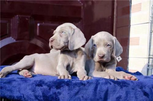 魏玛犬是烈性犬吗?应该怎么训练它