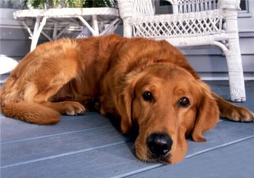 金毛犬吃什么，健康饮食很重要