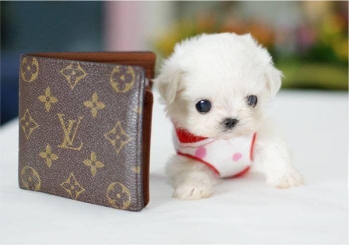 茶杯犬可以长多大?  不愧是袖珍狗狗