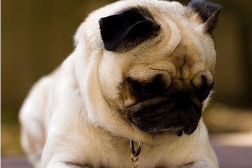 小狗不吃不喝怎么办?细心观察有方法