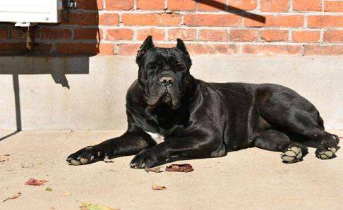 成年卡斯罗犬易换主吗?这是一件极其困难的事