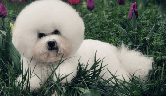比熊犬拉肚子怎么办?一些处理小方法