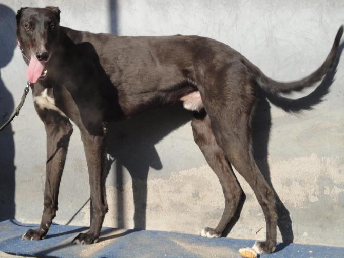 格力犬哪里有卖?大概多少钱一只