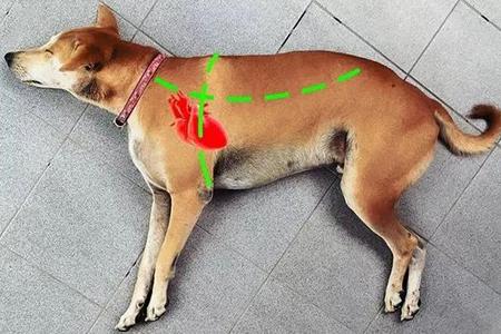 贵宾犬被打出血怎么办？具体要看看什么部位