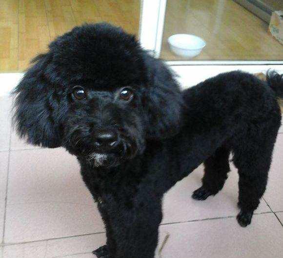 黑色泰迪怎么看纯不纯?这几点记住了