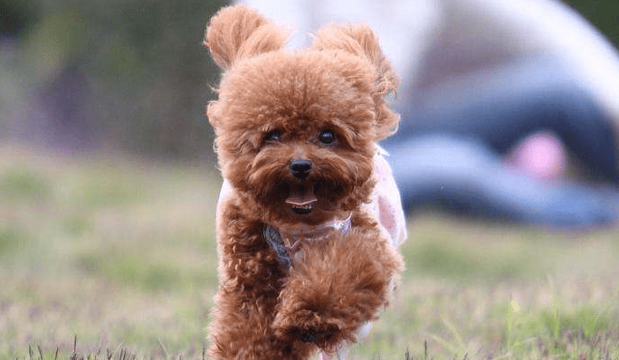 贵宾犬耳朵发炎怎么办？常见的做法是这样的