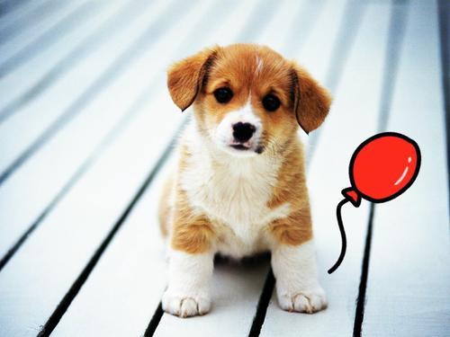 狗狗吐白沫是怎么回事，此时的你应该要留点心了