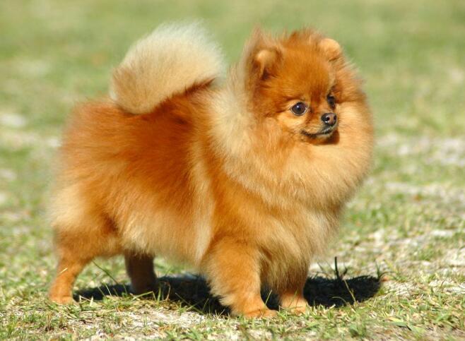 博美犬怎么看纯不纯,四个技巧告别串串