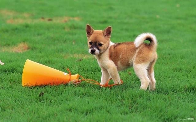 狗狗肚子有虫的症状,仔细观察这些行为