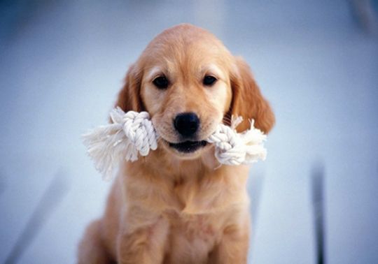 狗狗食欲不振怎么办?资深铲屎官这样做