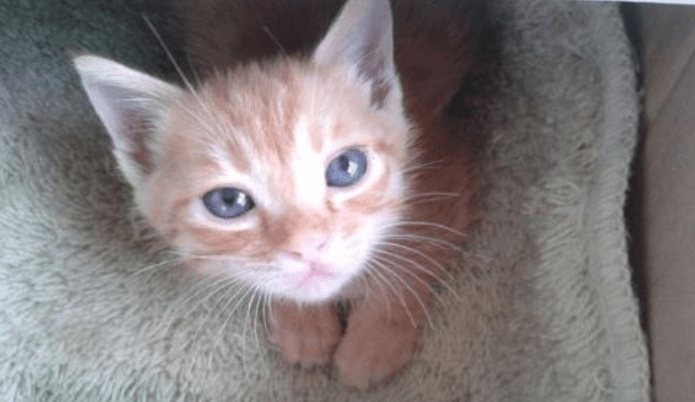 小奶猫吃什么?这些食物都是很好的选择