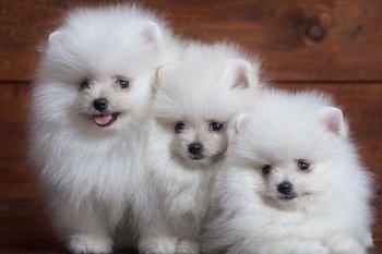 贵宾犬丢了怎么找回来?有几个方法可以借鉴一下