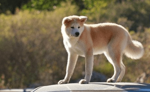 不能养秋田犬的理由,无法忍受这些毛病是主因