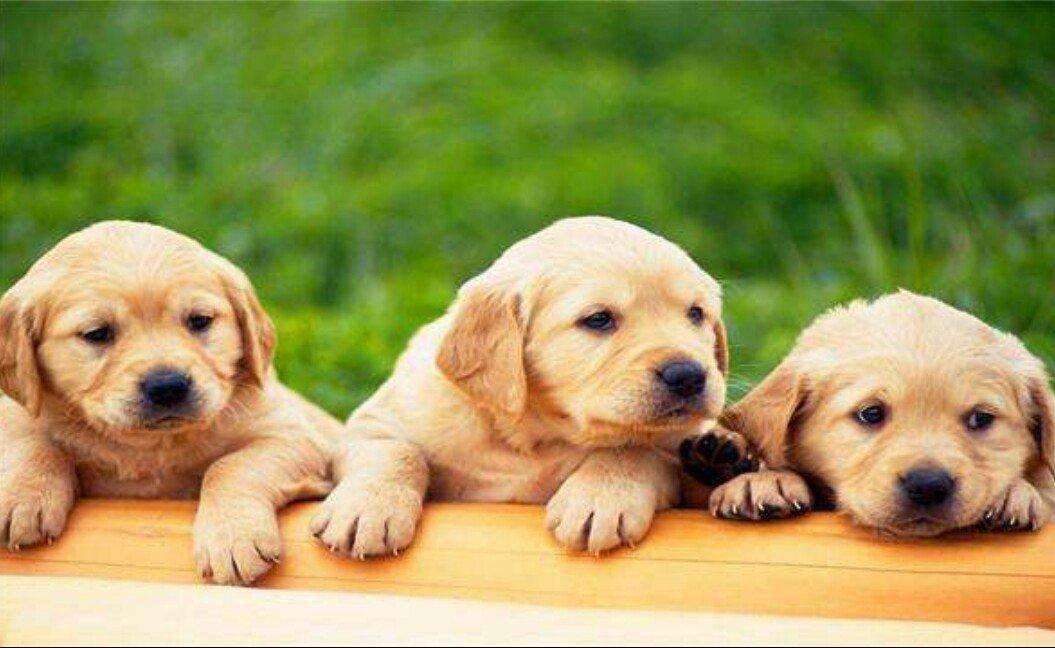 金毛吃什么狗粮好? 畅销狗粮品牌专业评测