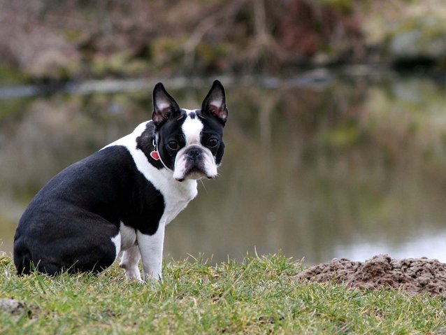 波士顿梗和法斗哪个贵?果真是一分钱一分货啊