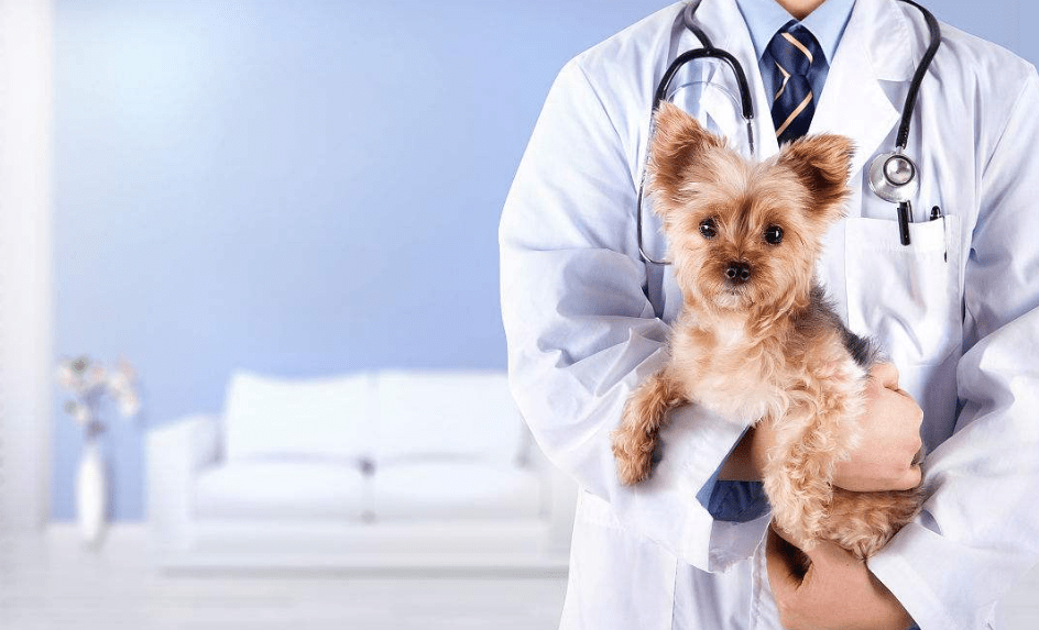 小狗有点拉稀怎么办 宠舍专家教你对症下药