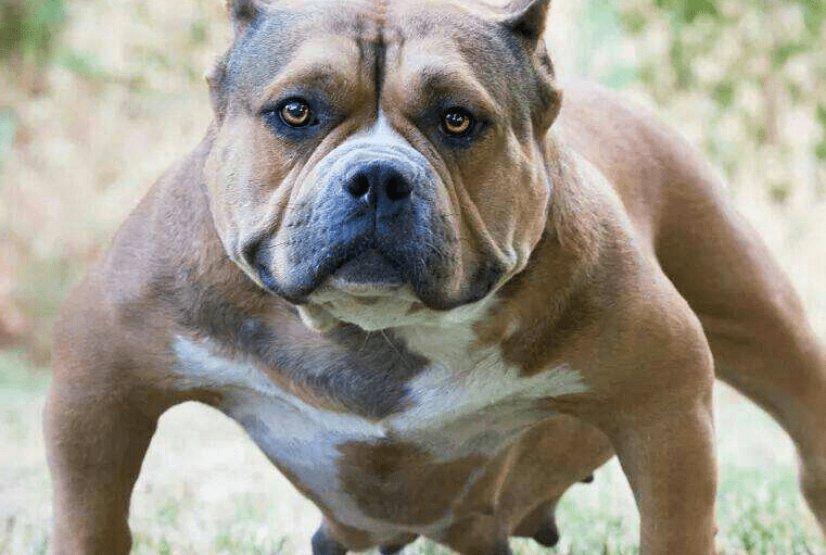 恶霸犬什么颜色贵,它到底是什么“恶霸”