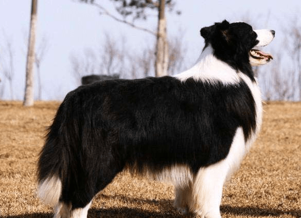 边境牧羊犬有多粘人，通过一些行为来感受下