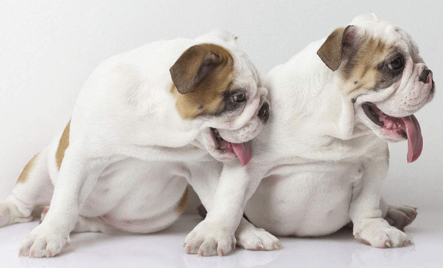 斗牛犬好养吗,需熟知的饮食二三事