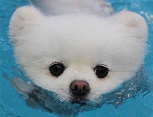 博美犬的寿命 这5种行为直接缩短寿命