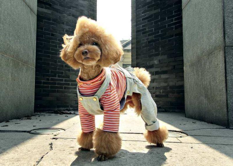 贵宾犬和比熊的区别，不细看还真感觉不出来