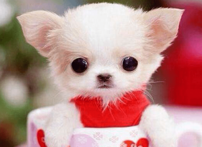 茶杯犬泰迪寿命有多长，正常情况都差不多