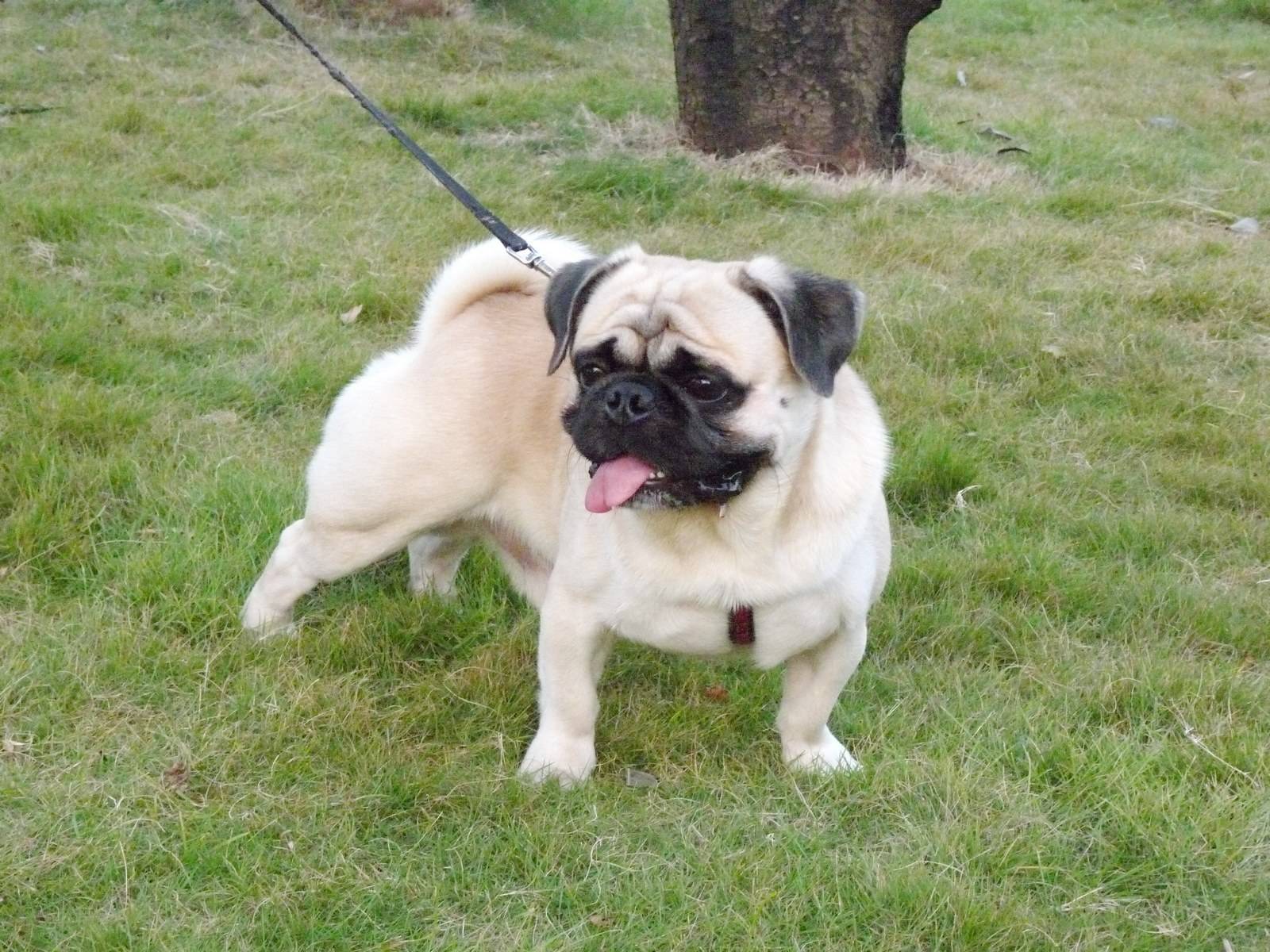 巴哥狗多少钱一只，购买巴哥的花费分析