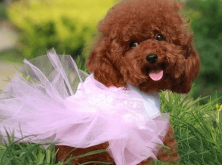 泰迪一天吃多少狗粮?饮食这件事要细心