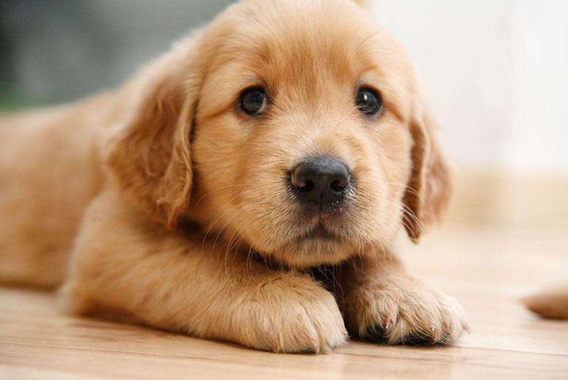 狗狗得了细小病怎么治疗?基本的流程就是这样的