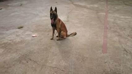 马犬晚上老叫怎么办?安抚到位易解决