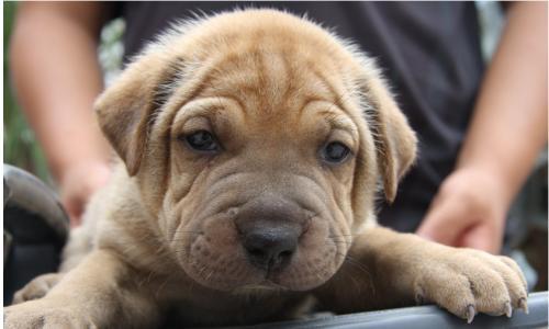 比特犬怎么看纯不纯?分辨比特纯种的方法