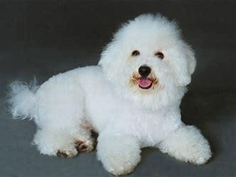 比熊犬训练方法有哪些,训练方式正确很重要