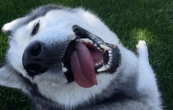 哈士奇性格 戏精的世界