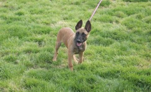 马犬为什么喜欢咬主人?可能是训练不够