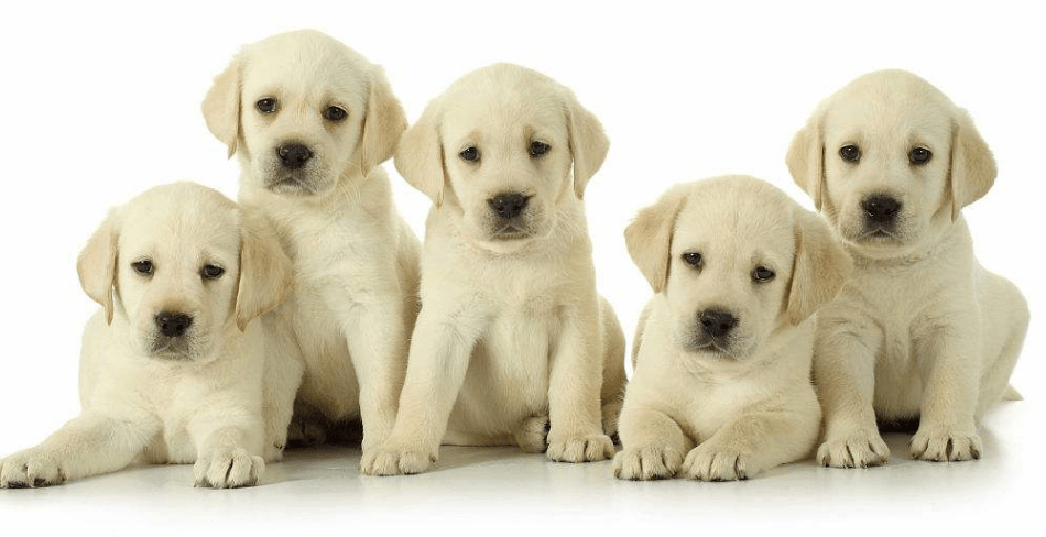 怎样挑选拉布拉多幼犬，切记这4点勿选