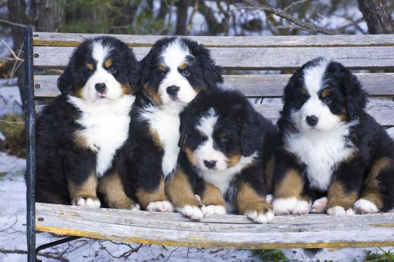 伯恩山犬掉毛吗?看你如何打理