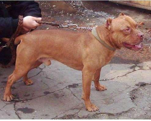 比特狗怎么训练?先学后训难度低