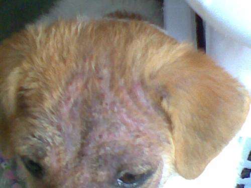 狗得了皮肤病怎么办，教你省钱又简单的方法