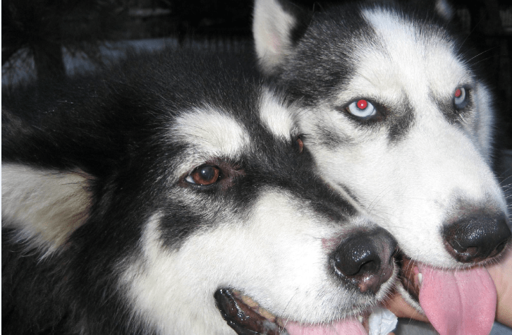 哈士奇和阿拉斯加的区别，二哈与斯加的兄弟情