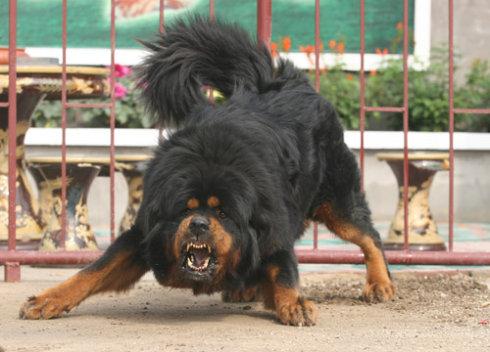 藏獒和狮子谁厉害?实力不在一个层面上