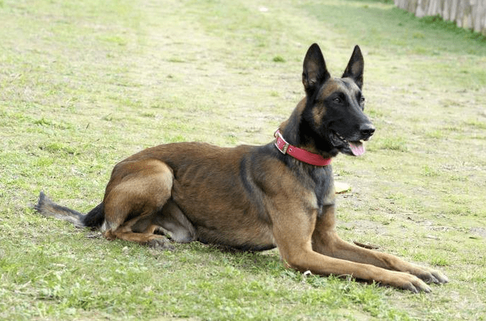 马犬几个月开始疯长