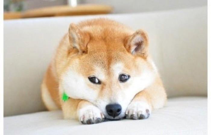 秋田和柴犬哪个贵?比比就知道了