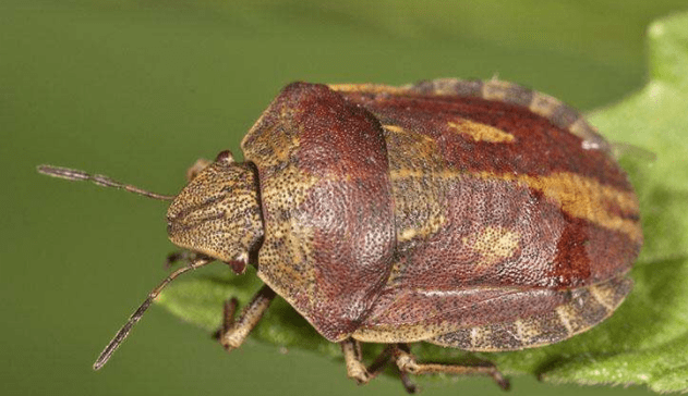 被臭虫咬了怎么办?千万不可病急乱操作