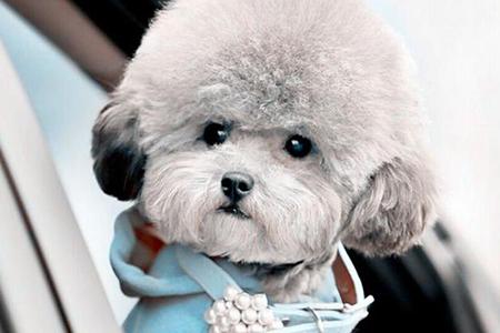 贵宾犬能吃火腿肠吗?当然是可以的,但要控制量