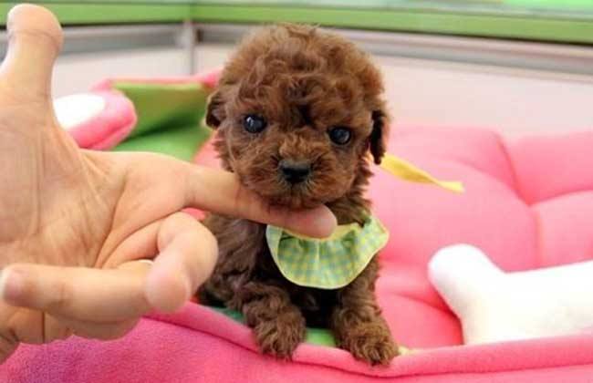 茶杯泰迪多少钱一只?价格都在这