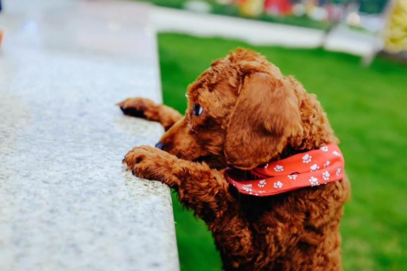 怎么训练泰迪犬？训练方法三步走