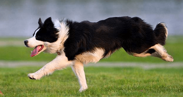 边境牧羊犬的训练,自己就能搞定