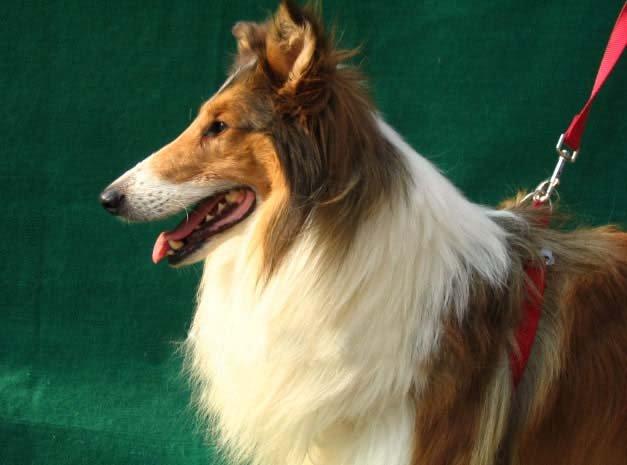 怎么训练牧羊犬？智商高也不能大意