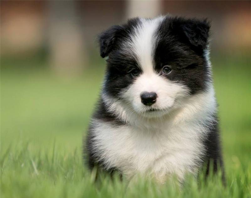 怎么训练边境牧羊犬最好?从基础交流开始