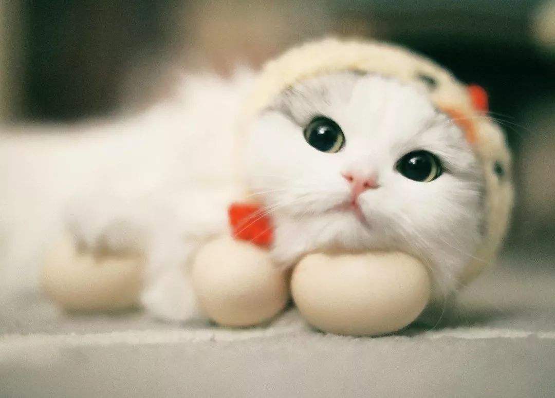 猫拉肚子怎么办，预防比治疗更重要